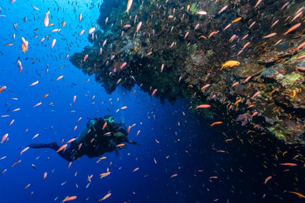 Dahab: A Divers Paradise and a Conservation Challenge